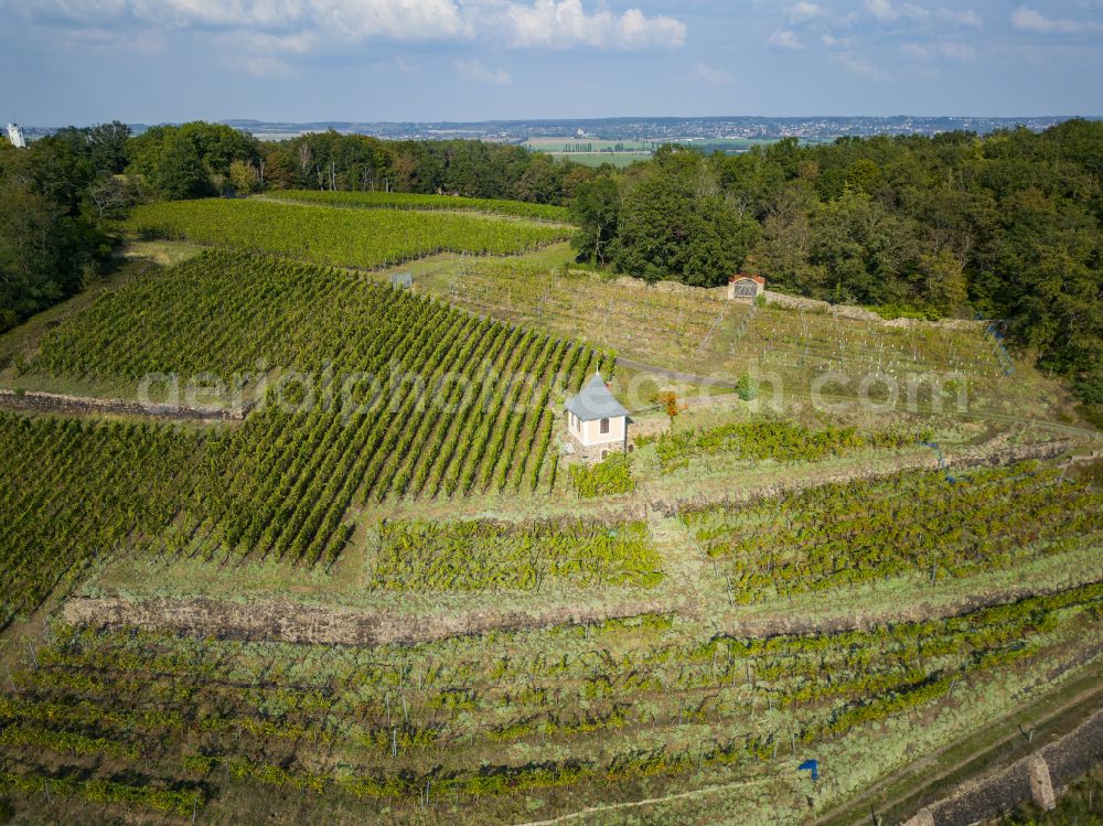 Meißen from the bird's eye view: Vineyards in the Spaargebirge, vineyard house Schwalbennest in Meissen in the state of Saxony, Germany