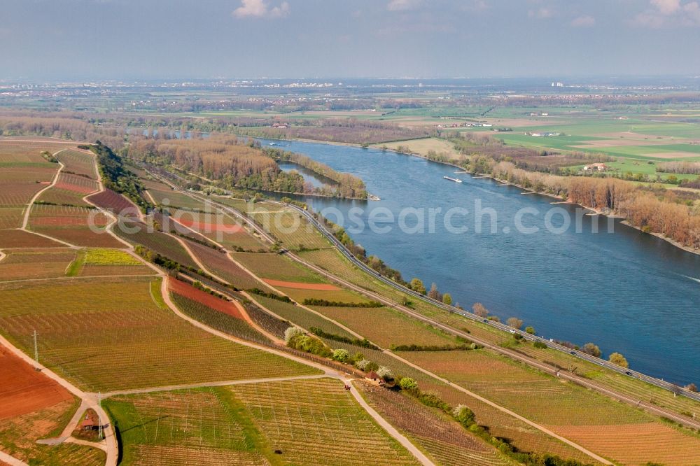 Nackenheim from above - Riparian zones with wine yards on the course of the Rhine river in the district Rothenberg in Nackenheim in the state Rhineland-Palatinate, Germany