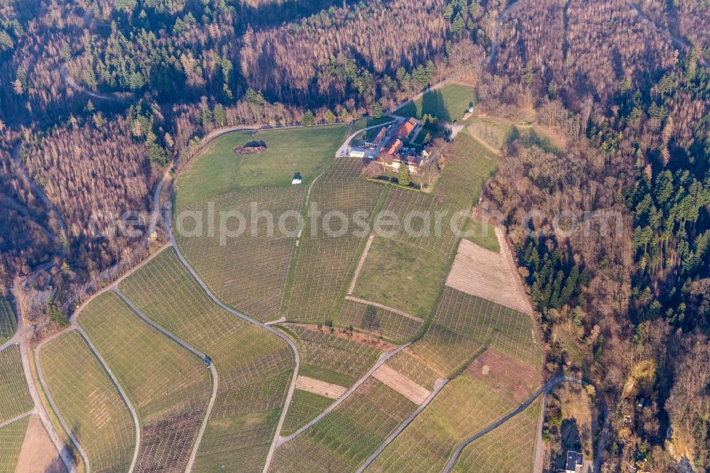 Aerial image Baden-Baden - Fields of wine cultivation landscape of wine cellar Naegelsfoerst in Baden-Baden in the state Baden-Wurttemberg, Germany