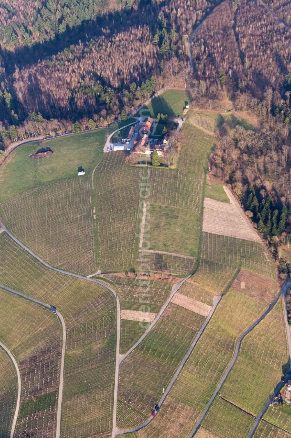 Aerial photograph Baden-Baden - Fields of wine cultivation landscape of wine cellar Naegelsfoerst in Baden-Baden in the state Baden-Wurttemberg, Germany