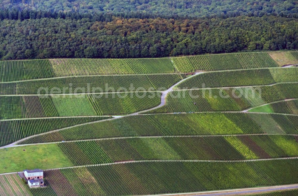 Aerial photograph Neumagen-Dhron - Vineyards of a winery operation at Neumagen - Dhron in Rhineland-Palatinate