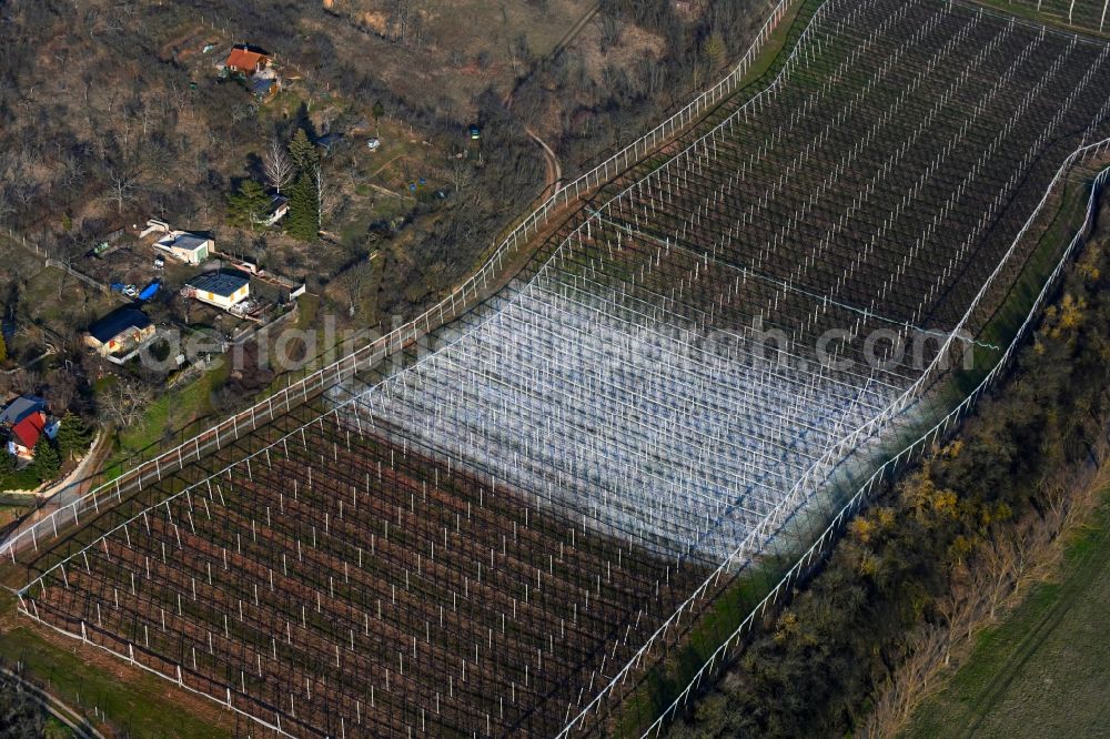 Wormsleben from above - Lime application on fields of a vineyard and vineyard landscape of the winegrowing areas in Wormsleben in the state Saxony-Anhalt, Germany