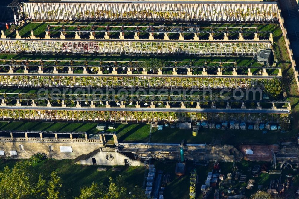 Potsdam from the bird's eye view: Fields of wine cultivation landscape of Bauverein Winzerberg e.V. in Potsdam in the state Brandenburg, Germany