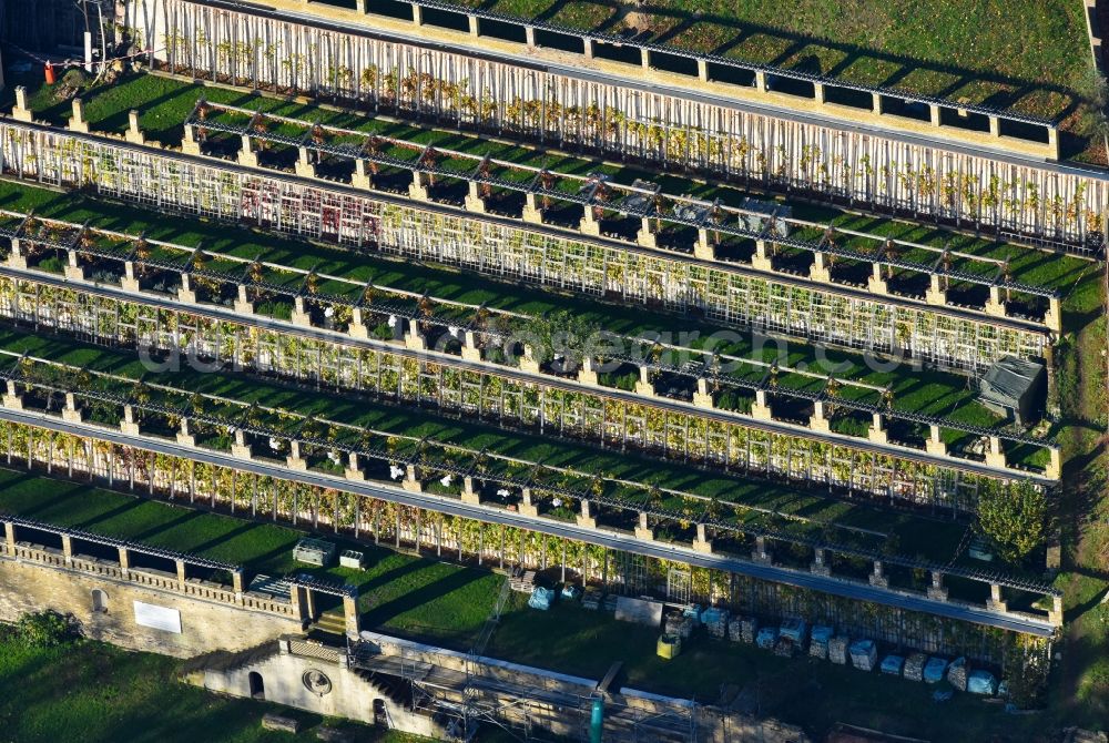 Aerial photograph Potsdam - Fields of wine cultivation landscape of Bauverein Winzerberg e.V. in Potsdam in the state Brandenburg, Germany