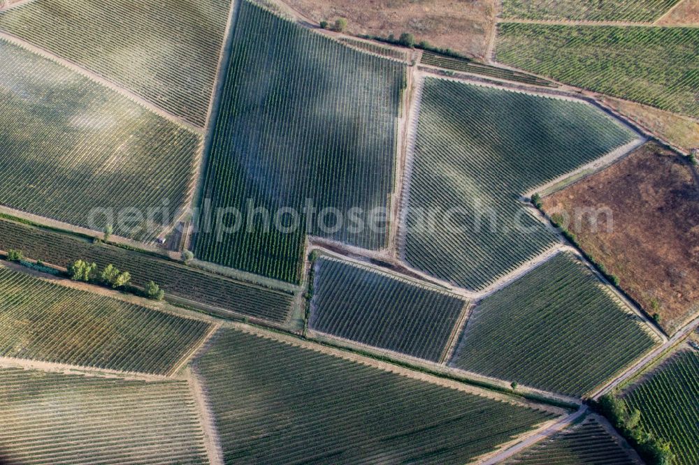 Aerial image Abbadia - Fields of wine cultivation landscape in Abbadia in Toscana, Italy