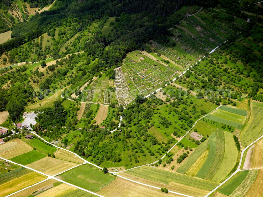 Aerial photograph Ammerbuch - Fields of wine cultivation landscape in Ammerbuch in the state Baden-Wuerttemberg, Germany