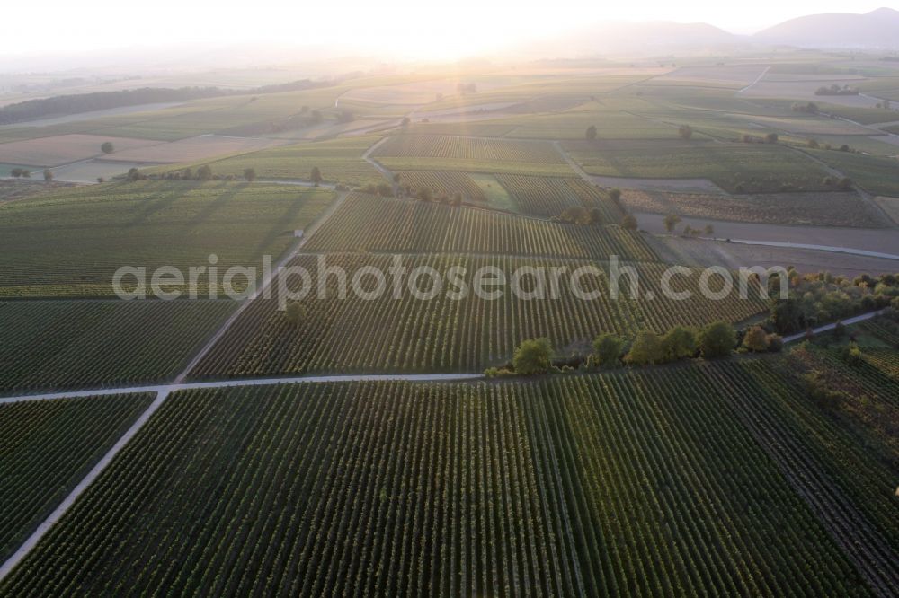 Billigheim-Ingenheim from the bird's eye view: Fields of wine cultivation landscape at sunset in Billigheim-Ingenheim in the state Rhineland-Palatinate