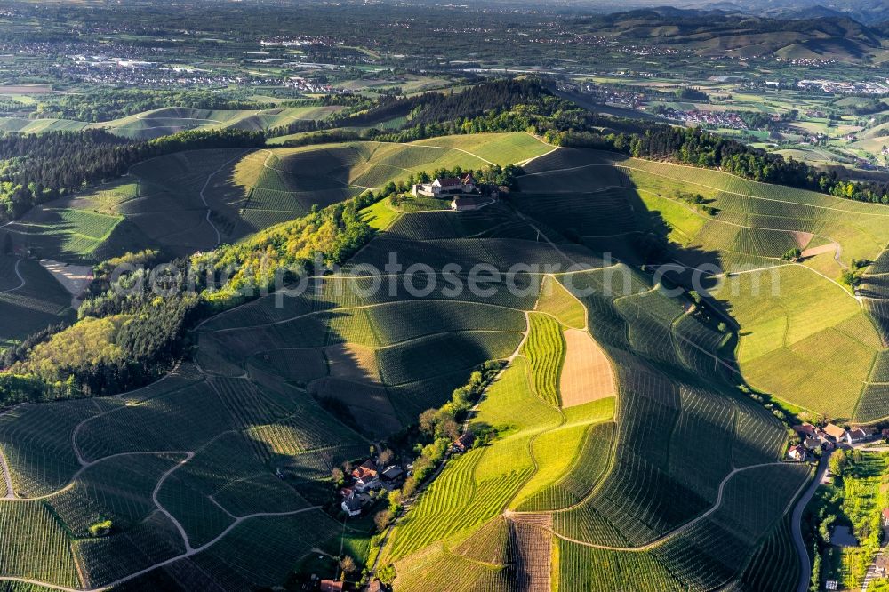 Durbach from above - Fields of wine cultivation landscape in Durbach in the state Baden-Wuerttemberg