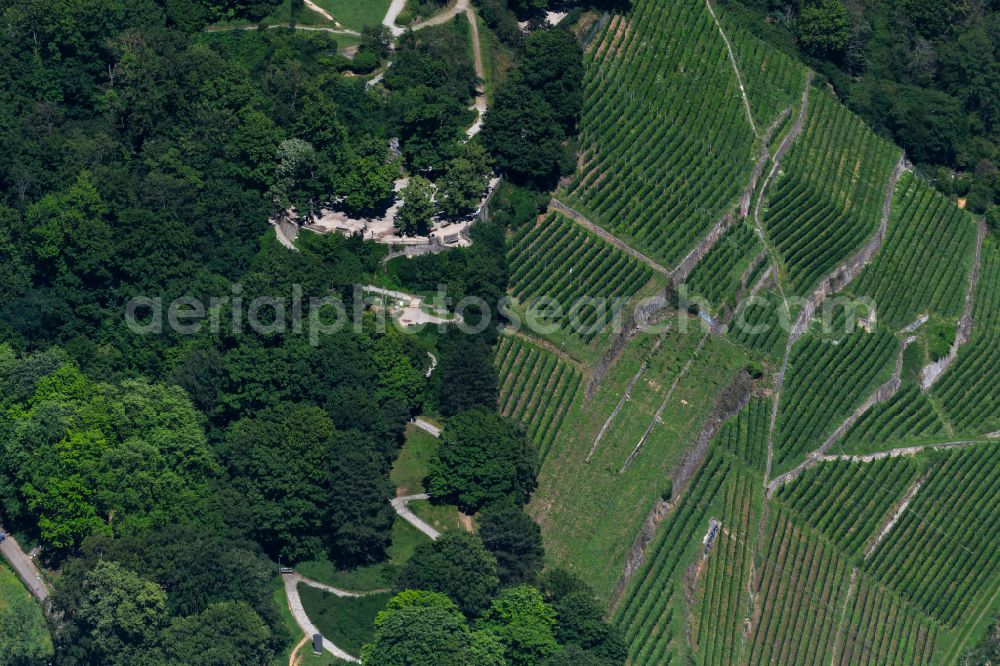 Freiburg im Breisgau from the bird's eye view: Fields of wine cultivation landscape in the district Oberau in Freiburg im Breisgau in the state Baden-Wuerttemberg, Germany