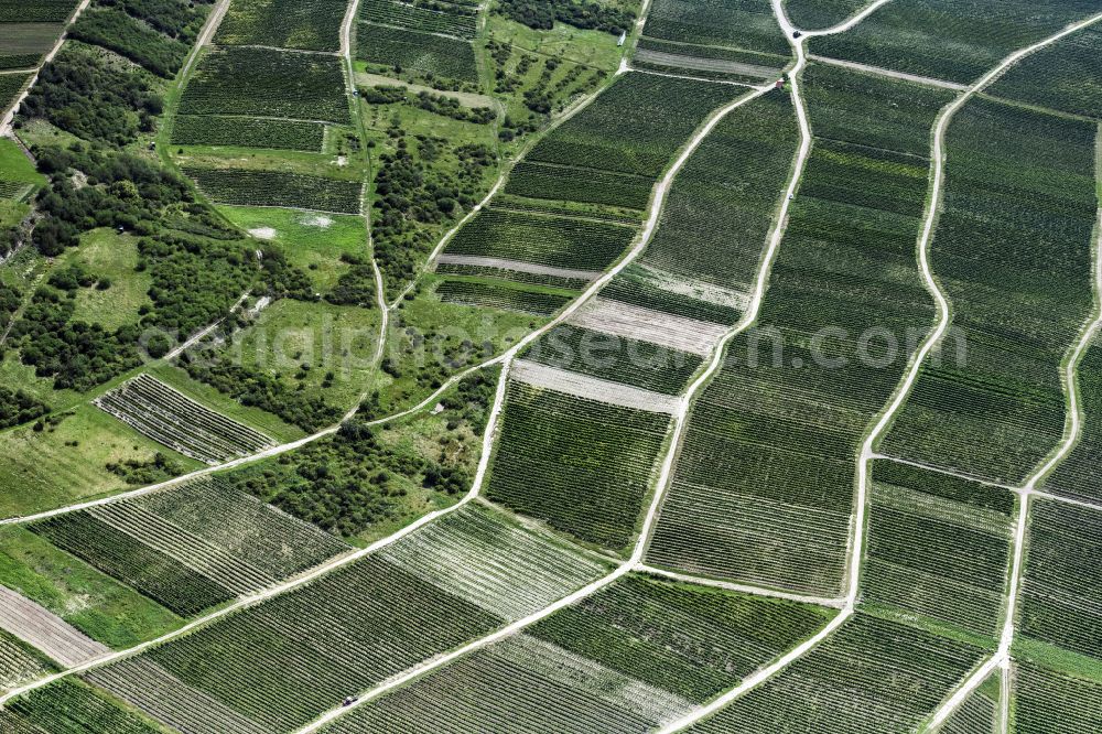 Aerial image Gau-Bickelheim - Fields of wine cultivation landscape in Gau-Bickelheim in the state Rhineland-Palatinate, Germany