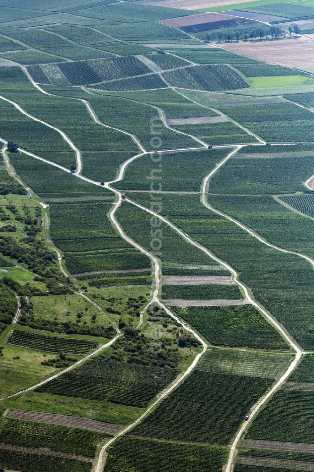 Aerial photograph Gau-Bickelheim - Fields of wine cultivation landscape in Gau-Bickelheim in the state Rhineland-Palatinate, Germany