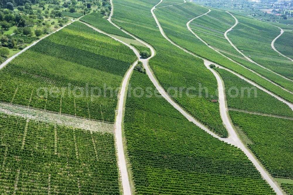 Korb from above - Fields of wine cultivation landscape in Korb in the state Baden-Wuerttemberg