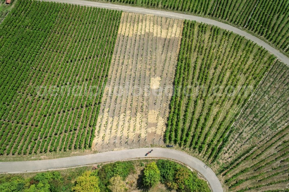 Aerial photograph Korb - Fields of wine cultivation landscape in Korb in the state Baden-Wuerttemberg