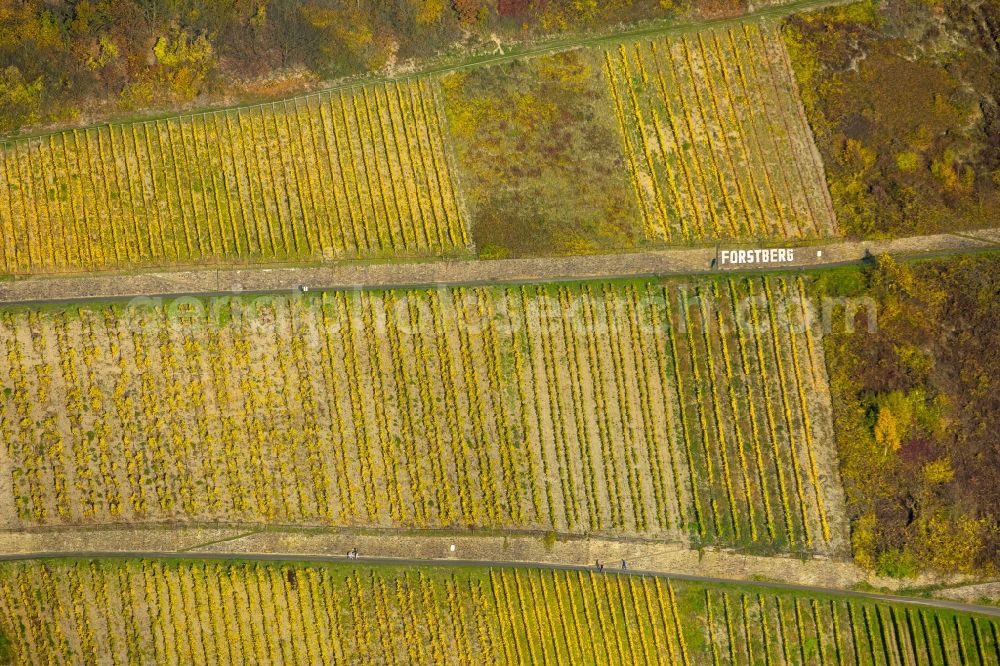 Aerial image Leutesdorf - Fields of wine cultivation landscape in Leutesdorf in the state Rhineland-Palatinate