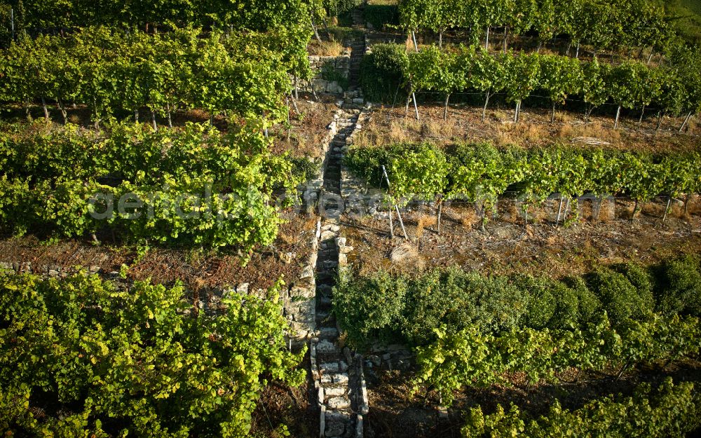 Ludwigsburg from above - Fields and steep slopes of a vineyard and vine landscape of the winegrowing areas in the Neckar Valley in Ludwigsburg in the state of Baden-Wuerttemberg, Germany