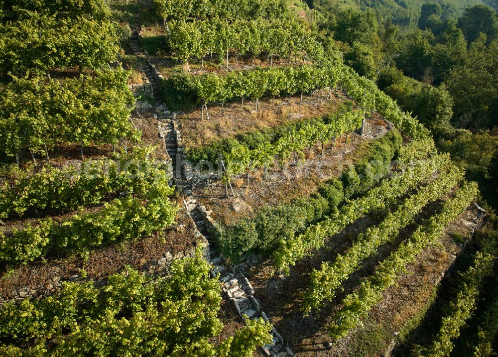 Ludwigsburg from the bird's eye view: Fields and steep slopes of a vineyard and vine landscape of the winegrowing areas in the Neckar Valley in Ludwigsburg in the state of Baden-Wuerttemberg, Germany