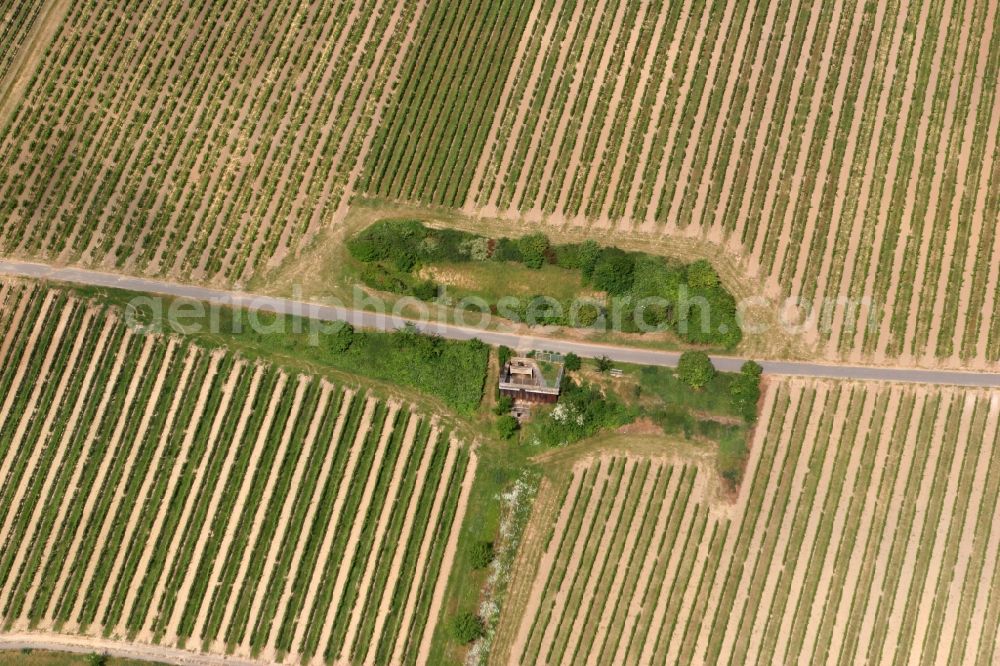 Aerial image Mainz, Laubenheim - Fields of wine cultivation landscape in Mainz, Laubenheim in the state Rhineland-Palatinate