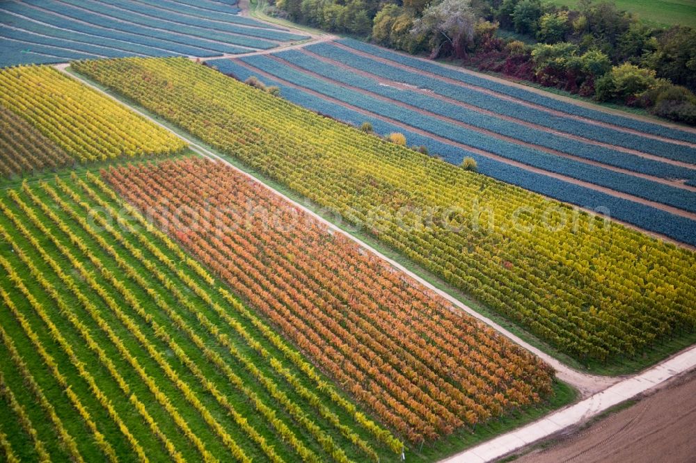 Minfeld from the bird's eye view: Fields of wine cultivation landscape in Minfeld in the state Rhineland-Palatinate