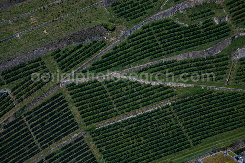 Oberau from above - Fields of wine cultivation landscape in Oberau in the state Baden-Wuerttemberg, Germany