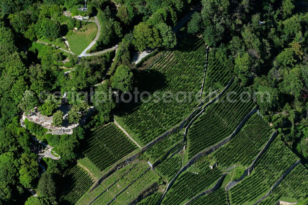 Aerial photograph Oberau - Fields of wine cultivation landscape in Oberau in the state Baden-Wuerttemberg, Germany