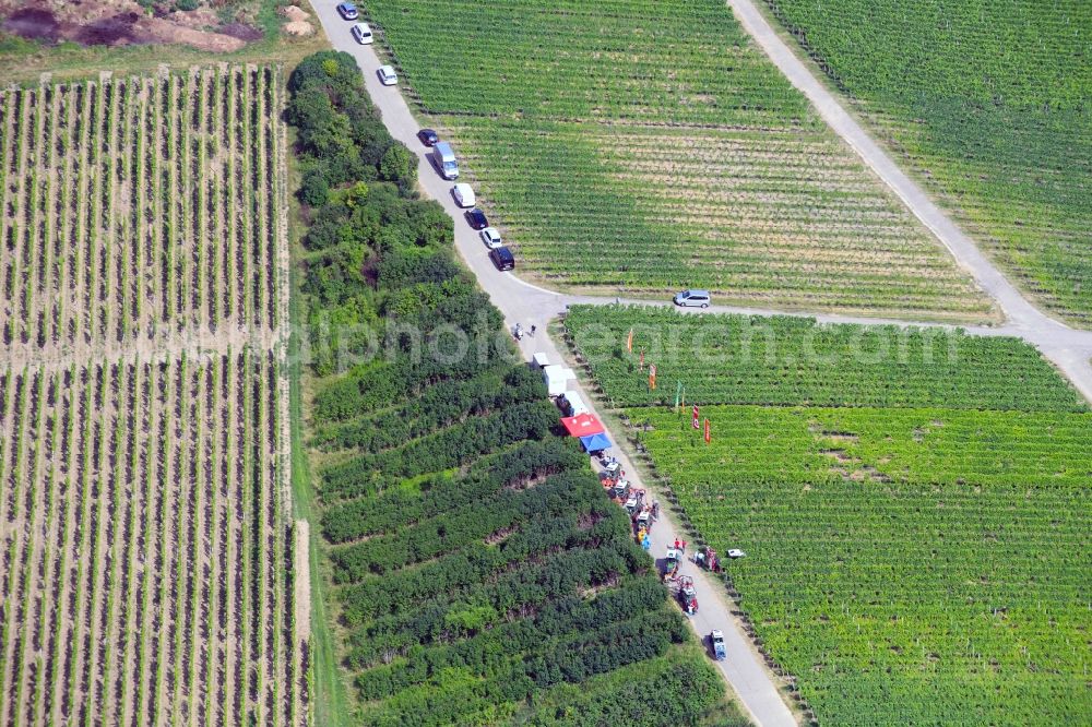 Sinzheim from above - Fields of wine cultivation landscape in Sinzheim in the state Baden-Wurttemberg, Germany