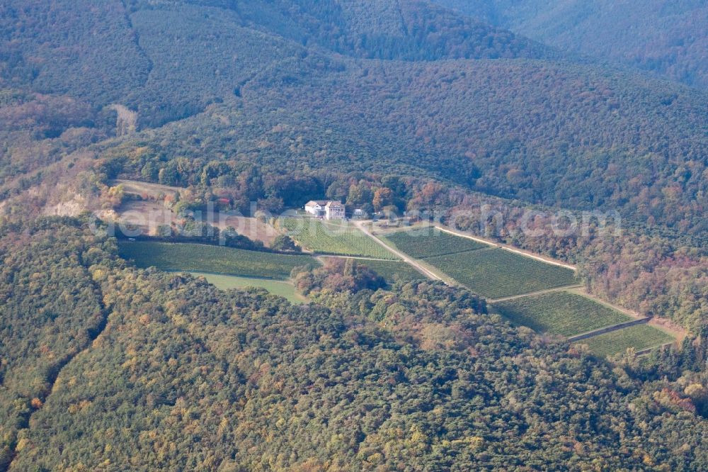 Aerial image Wachenheim an der Weinstraße - Fields of wine cultivation landscape of wine-maker Odinstal highest wineyard of Palatinat in Wachenheim an der Weinstrasse in the state Rhineland-Palatinate