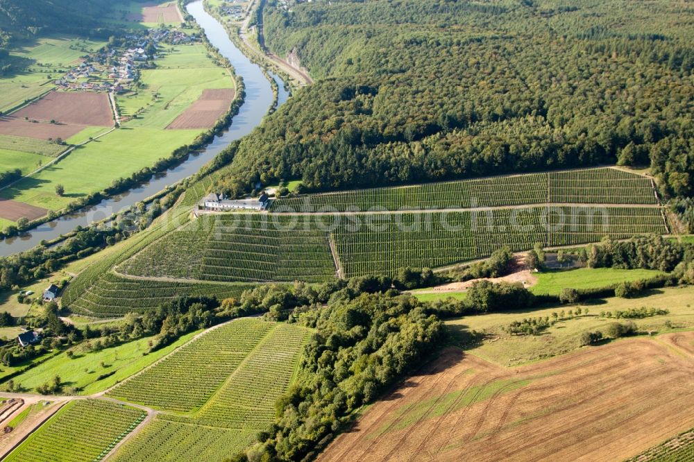 Aerial photograph Serrig - Fields of wine cultivation landscape of Wineyard Castle Saarstein in Serrig at the shore of the river Saar in the state Rhineland-Palatinate, Germany