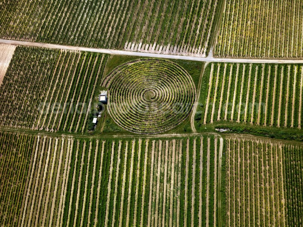 Aerial image Zell (Mosel) - View of vineyard structures near Zell (Mosel) in the state Rhineland-Palatinate