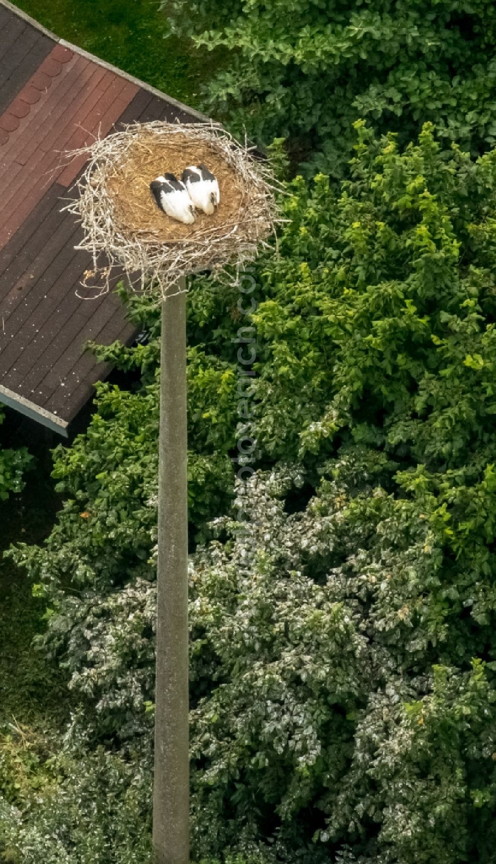 Aerial image Vipperow - White Stork nest with fledglings in Vipperow in Mecklenburg - Western Pomerania