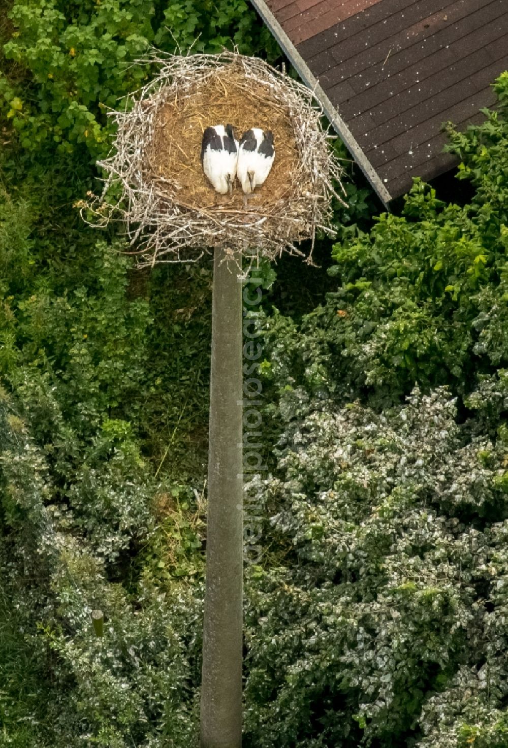 Aerial photograph Vipperow - White Stork nest with fledglings in Vipperow in Mecklenburg - Western Pomerania