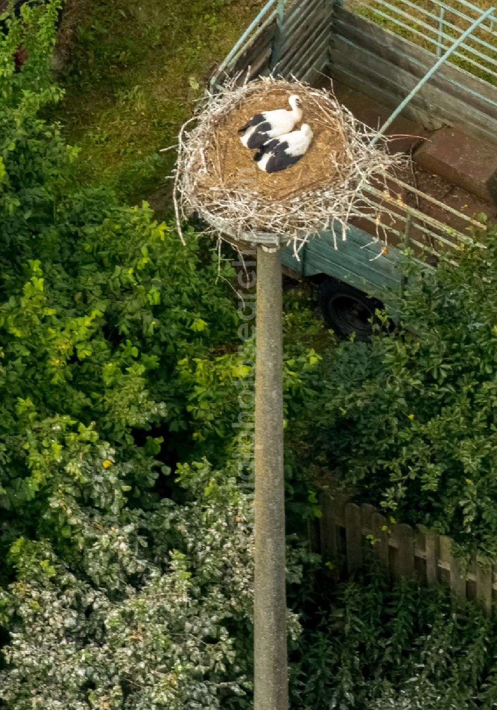 Vipperow from the bird's eye view: White Stork nest with fledglings in Vipperow in Mecklenburg - Western Pomerania