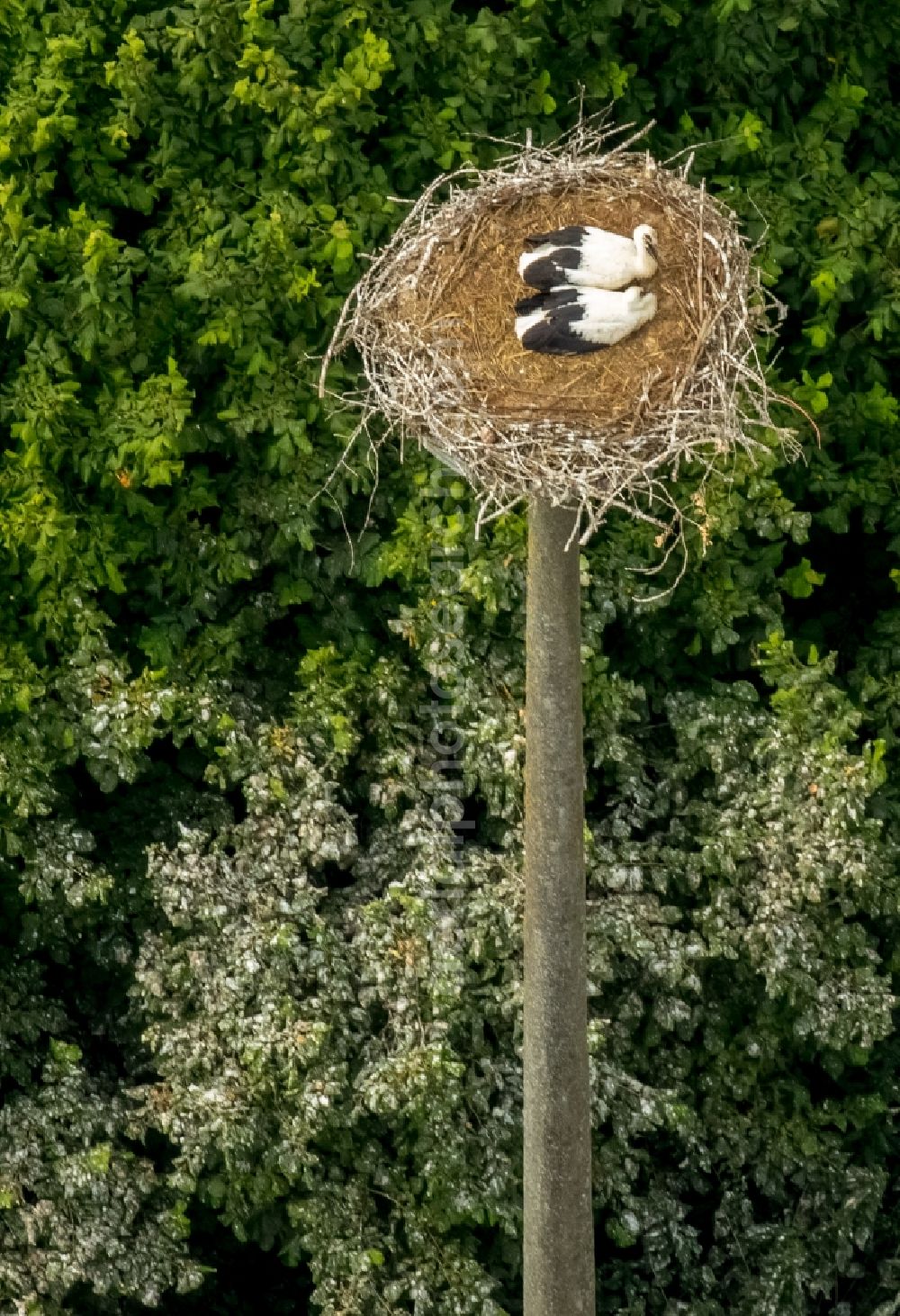 Aerial image Vipperow - White Stork nest with fledglings in Vipperow in Mecklenburg - Western Pomerania