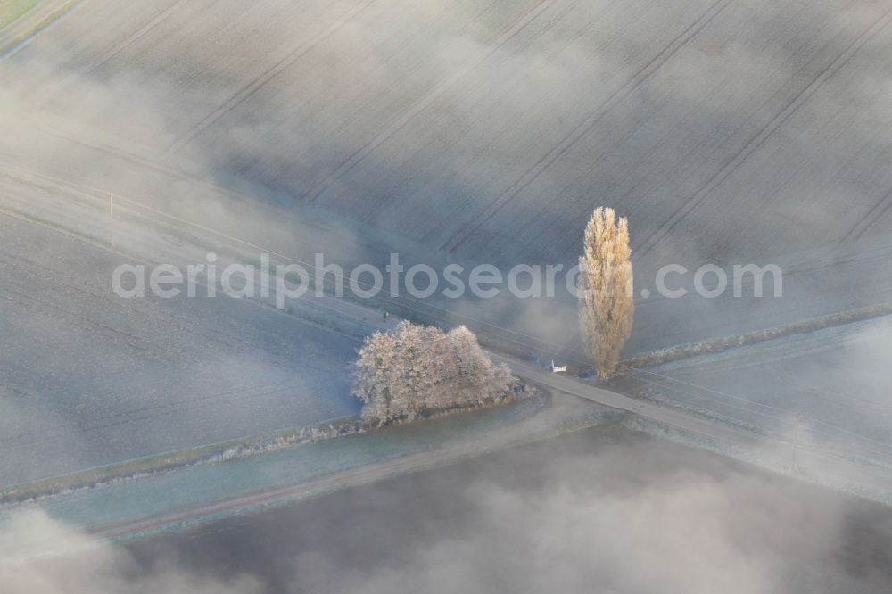 Aerial image Friedland - Weather-induced tree embedded in a fog layer on a field in the district Gross Schneen in Friedland in the state Lower Saxony