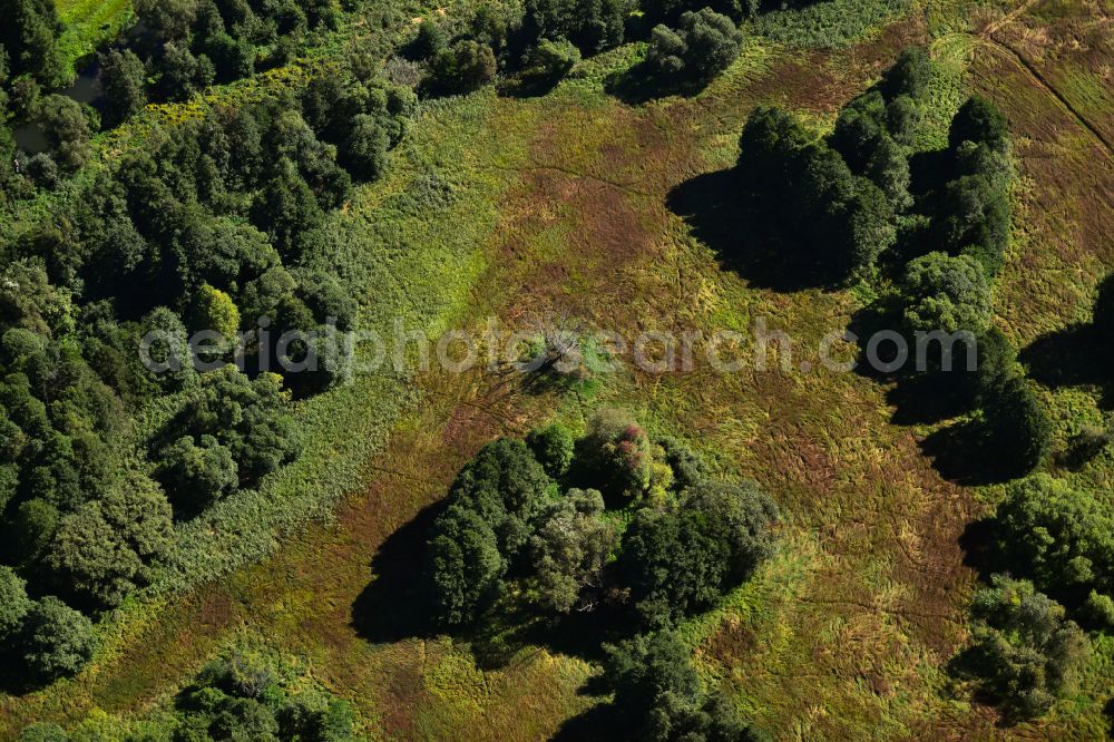 Aerial image Leipe - Meadow and forest landscape near in Leipe in the Spreewald in the state Brandenburg, Germany