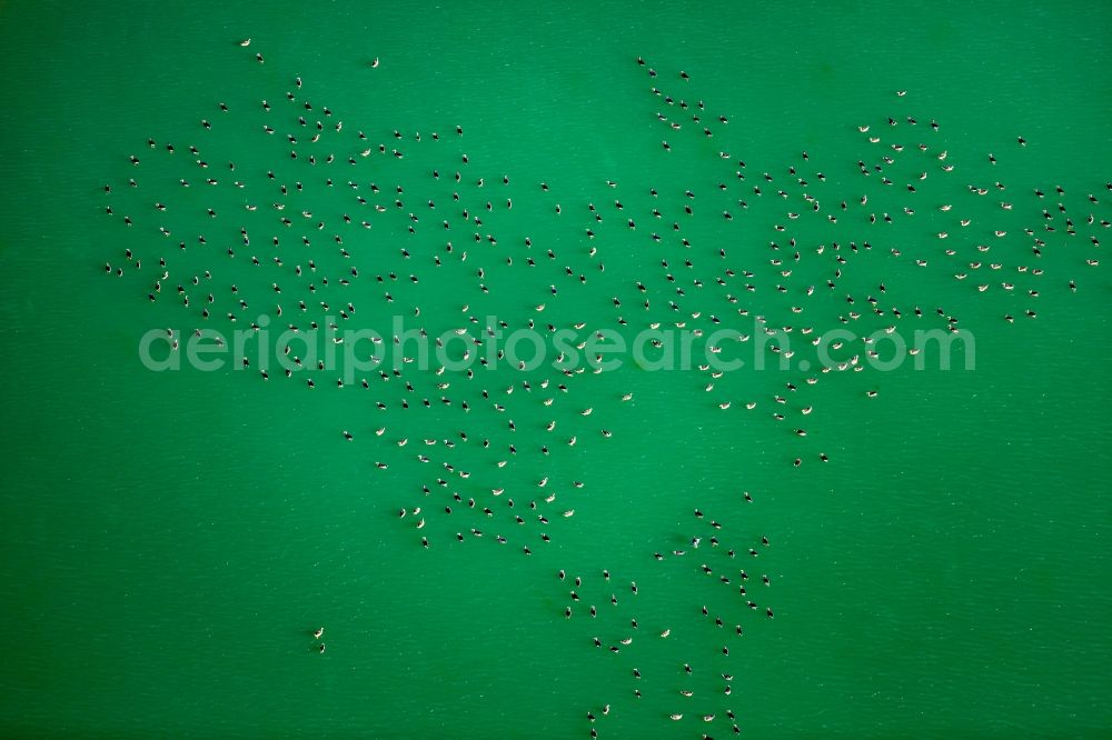 Rees from above - Wild duck bird swarms in the sea area in Rees in North Rhine-Westphalia