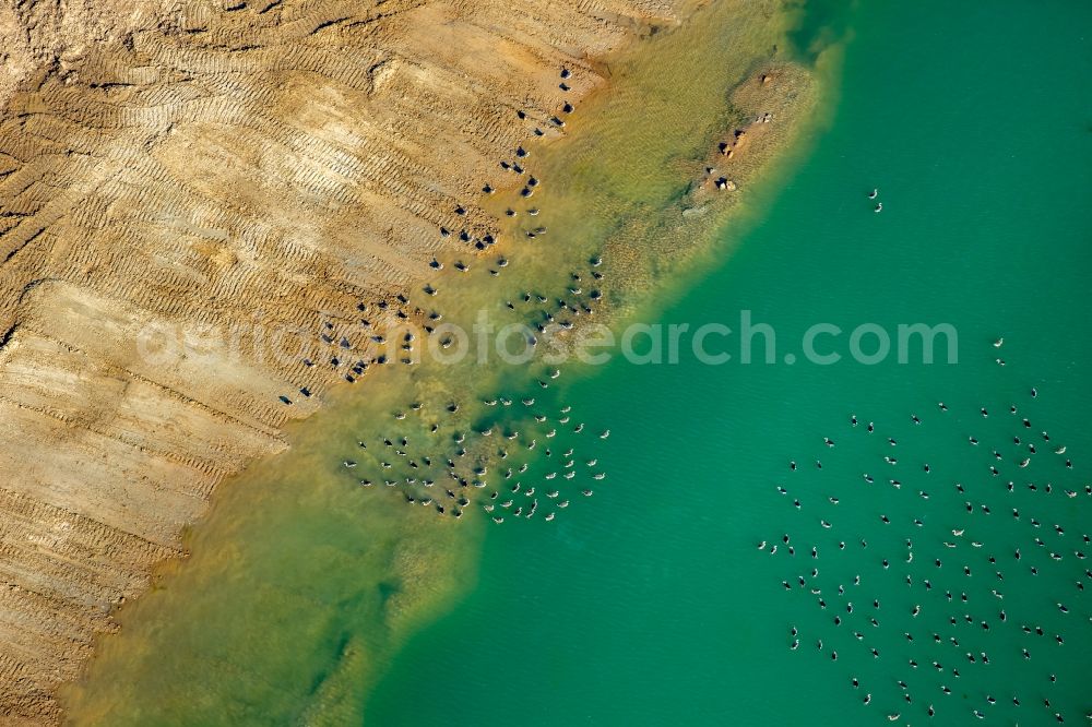 Rees from the bird's eye view: Wild duck bird swarms in the sea area in Rees in North Rhine-Westphalia