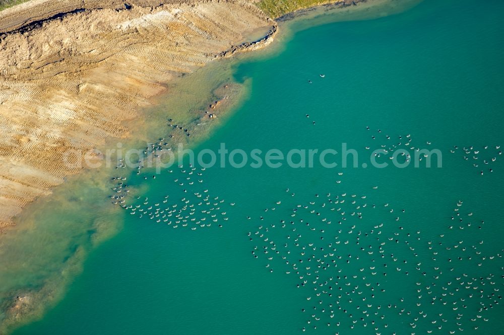 Aerial image Rees - Wild duck bird swarms in the sea area in Rees in North Rhine-Westphalia