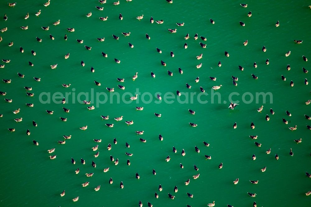 Aerial photograph Rees - Wild duck bird swarms in the sea area in Rees in North Rhine-Westphalia