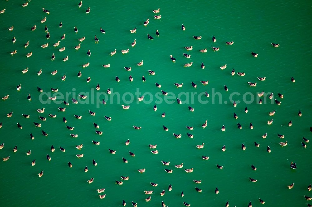 Rees from above - Wild duck bird swarms in the sea area in Rees in North Rhine-Westphalia