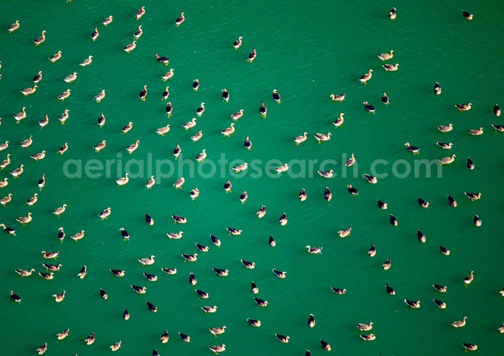 Rees from the bird's eye view: Wild duck bird swarms in the sea area in Rees in North Rhine-Westphalia