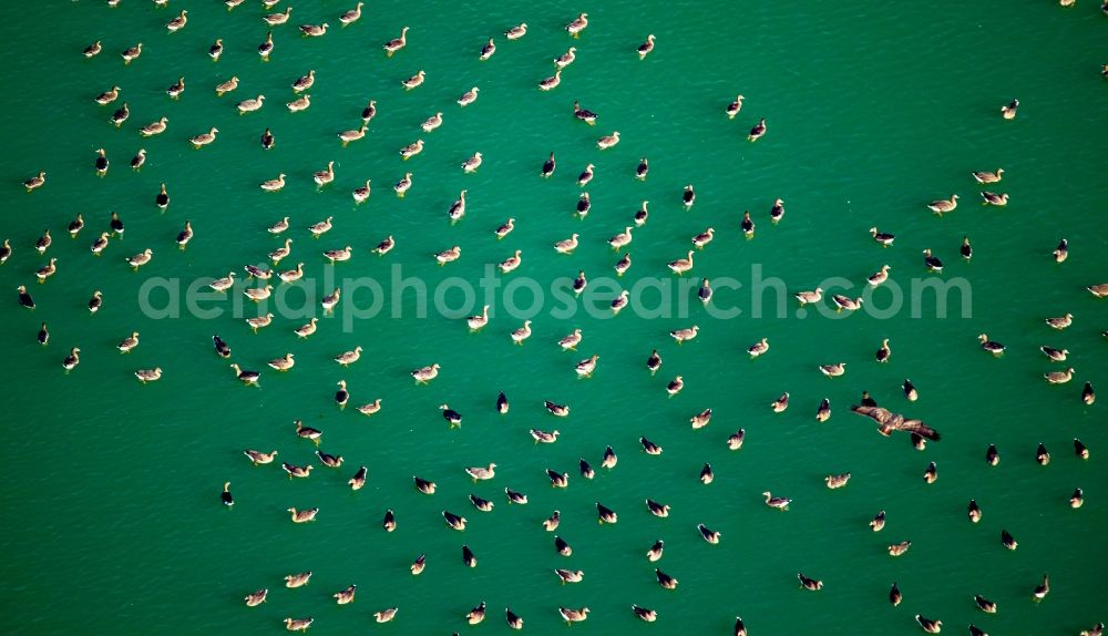 Aerial image Rees - Wild duck bird swarms in the sea area in Rees in North Rhine-Westphalia