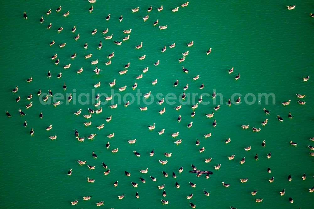 Aerial photograph Rees - Wild duck bird swarms in the sea area in Rees in North Rhine-Westphalia