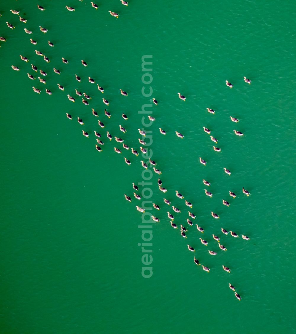 Rees from above - Wild duck bird swarms in the sea area in Rees in North Rhine-Westphalia