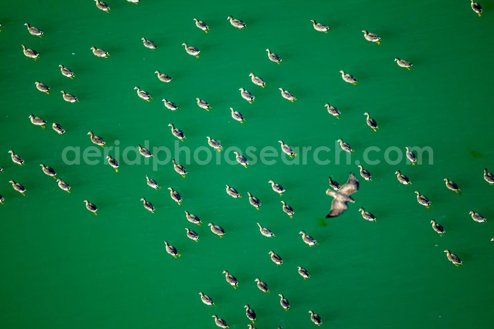 Rees from the bird's eye view: Wild duck bird swarms in the sea area in Rees in North Rhine-Westphalia