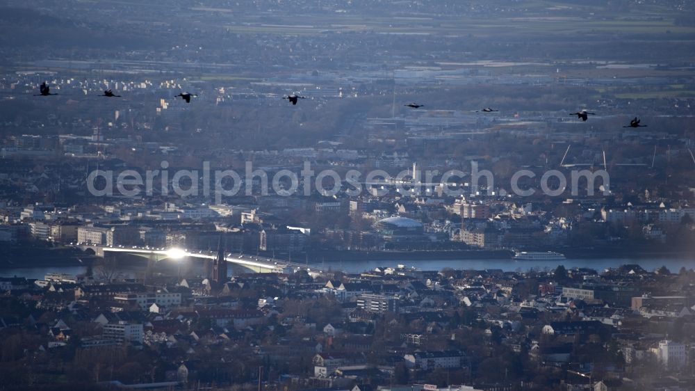 Hennef (Sieg) from above - Wild geese over Bonn in the state North Rhine-Westphalia, Germany