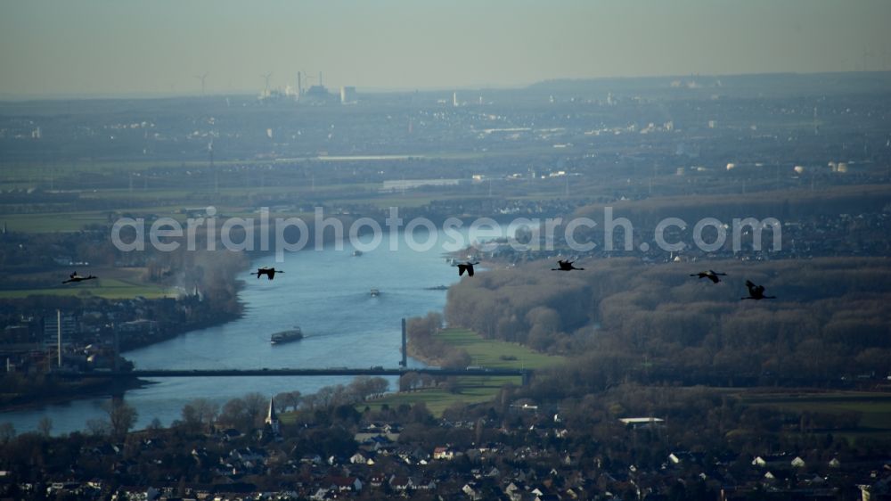 Hennef (Sieg) from the bird's eye view: Wild geese over Bonn in the state North Rhine-Westphalia, Germany