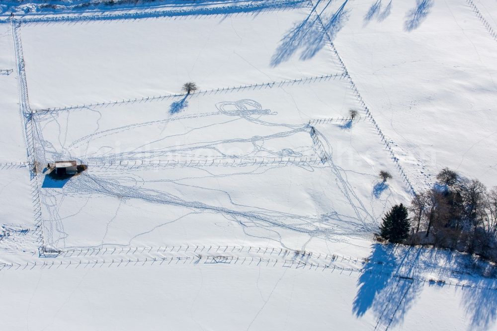 Aerial photograph Brilon - Wild animals on wintry snowy fields in Brilon in the state North Rhine-Westphalia