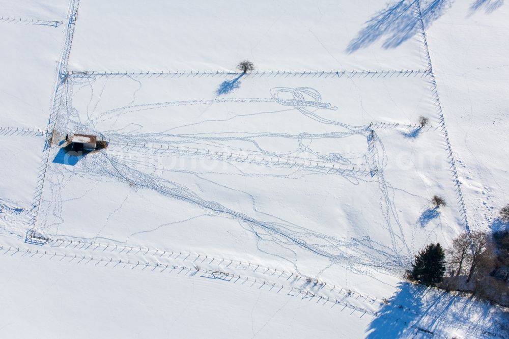 Brilon from above - Wild animals on wintry snowy fields in Brilon in the state North Rhine-Westphalia