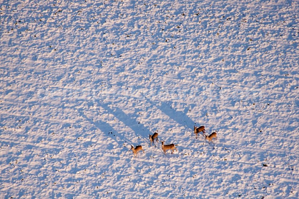 Niederotterbach from above - Wild animals on wintry snowy fields in Niederotterbach in the state Rhineland-Palatinate