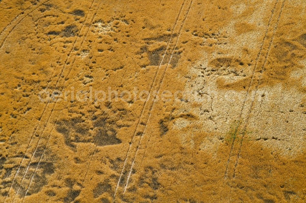 Falkenberg from the bird's eye view: Wind damage in field structures in Falkenberg in the state Brandenburg, Germany